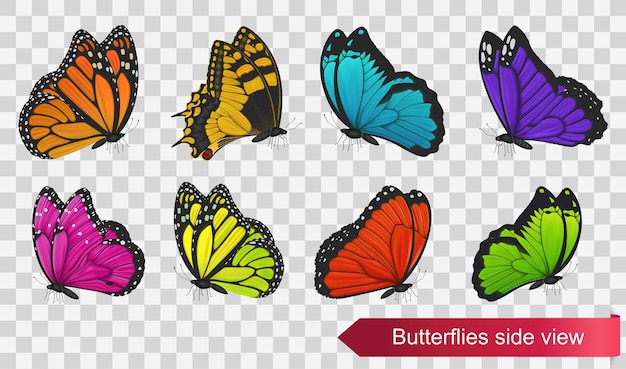 Vista laterale di farfalle isolato su sfondo trasparente. illustrazione vettoriale