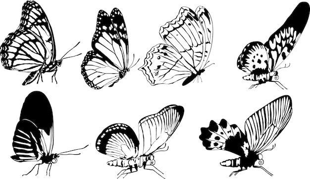 Butterflies