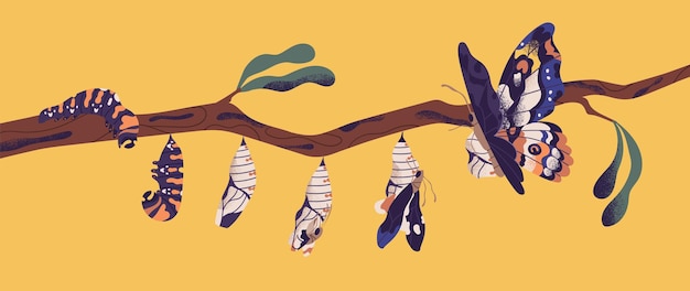 Vettore fasi di sviluppo della farfalla: larva di bruco, pupa, imago. ciclo di vita, metamorfosi o processo di trasformazione di un bellissimo insetto alato volante sul ramo di un albero. illustrazione di vettore del fumetto piatto.