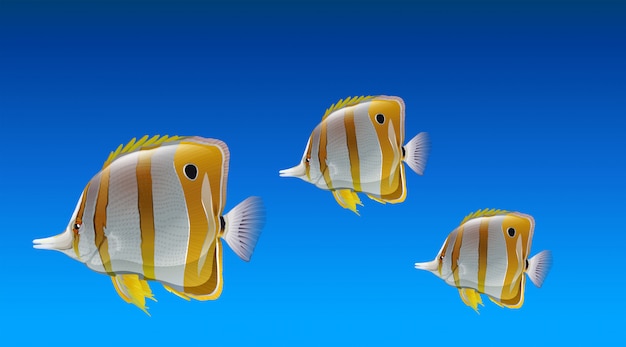 Vector butterfly fishes