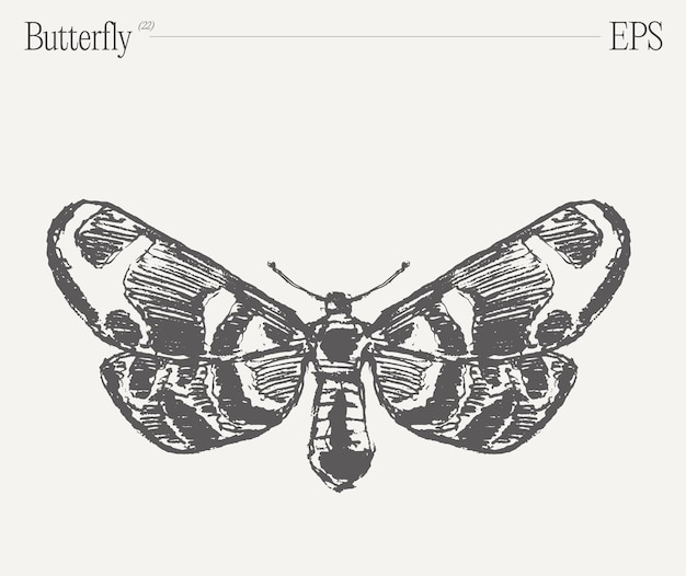 Butterfly illustration on blank backdrop sketch