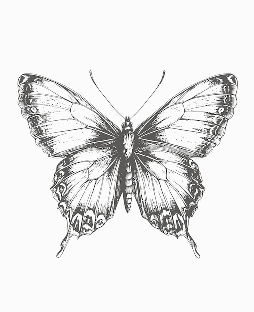 Butterfly illustration Butterfly coloring book