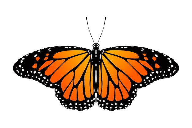 Vector butterfly illustration