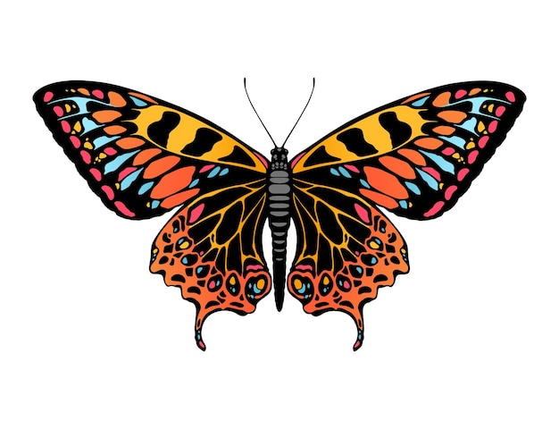 Butterfly illustration