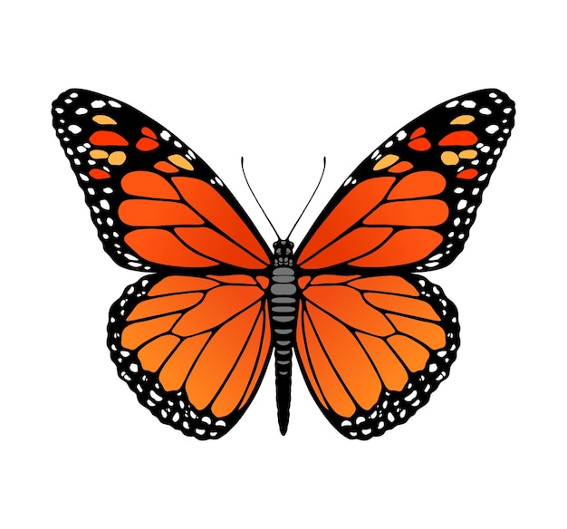 Vector butterfly illustration