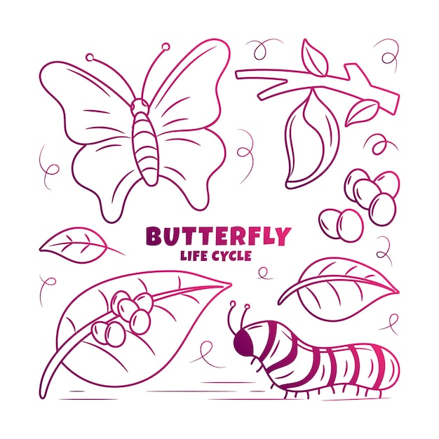 Vettore illustrazione del ciclo di vita della farfalla con uno stile di contorno sfumato disegnato a mano