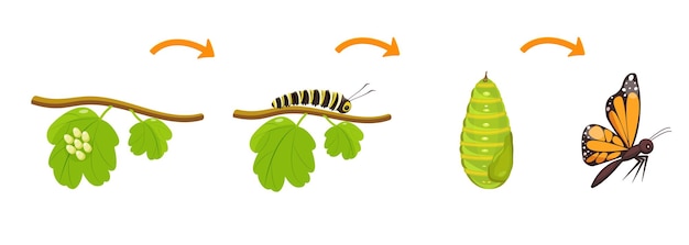 ベクトル 生物学における昆虫の繭変態から毛虫の蝶の生活環の変化