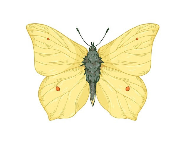 Вектор Бабочка вида gonepteryx rhamni в винтажном стиле. обыкновенная серная моль, летающее насекомое, крылья с пятнами. ретро реалистичные векторные графические иллюстрации на белом фоне