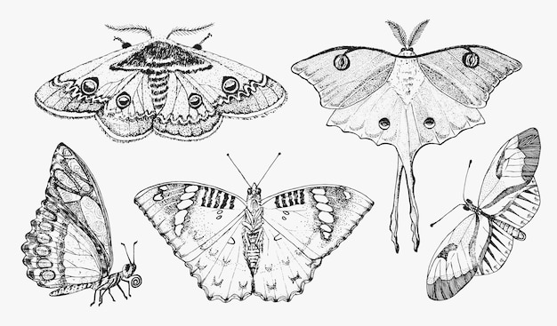 ベクトル 蝶や野生の蛾の昆虫の神秘的なシンボルや自由の昆虫学が刻まれた手描き