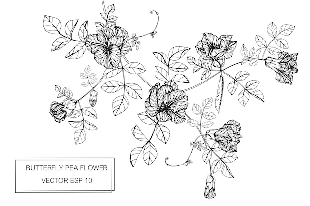 Butterfly pea flower drawing illustration