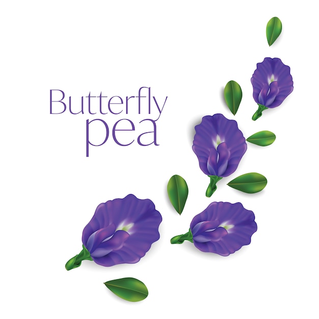 Butterfly pea flower isolated