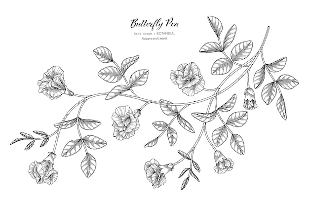 バタフライエンドウ豆の花と葉の手描きの植物画と線画。