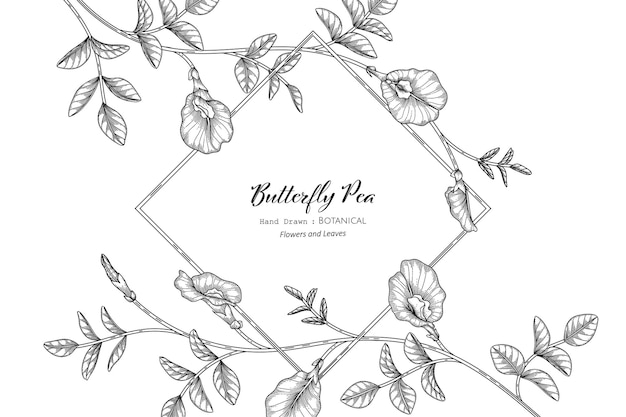 Butterfly peas flower and leaf hand drawn botanical illustration with line art.