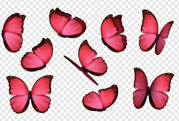 나비 핑크 색상. 현실적인 격리된 나비를 설정합니다. 곤충 Lepidoptera Morpho amathonte입니다. 벡터 일러스트 레이 션