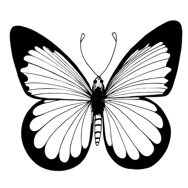 Вектор силуэта бабочки изолирован на белом фоне