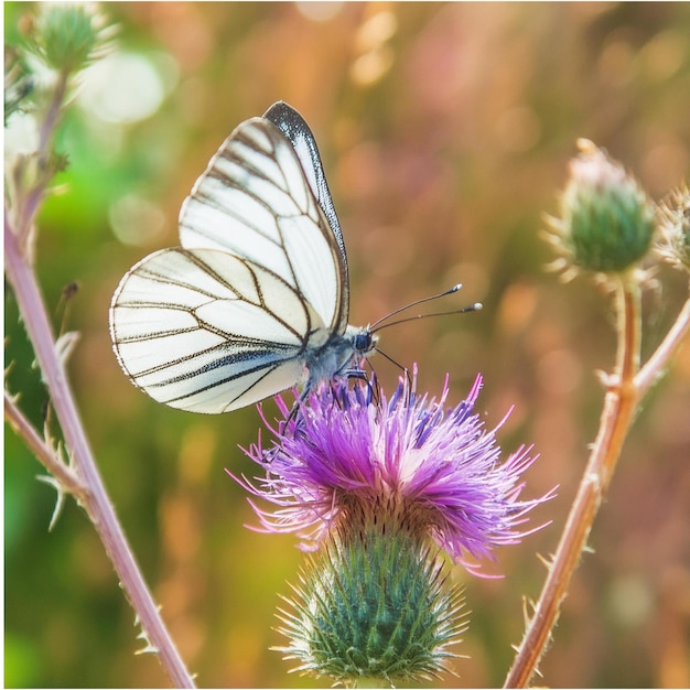 Vettore una farfalla seduta su un fiore