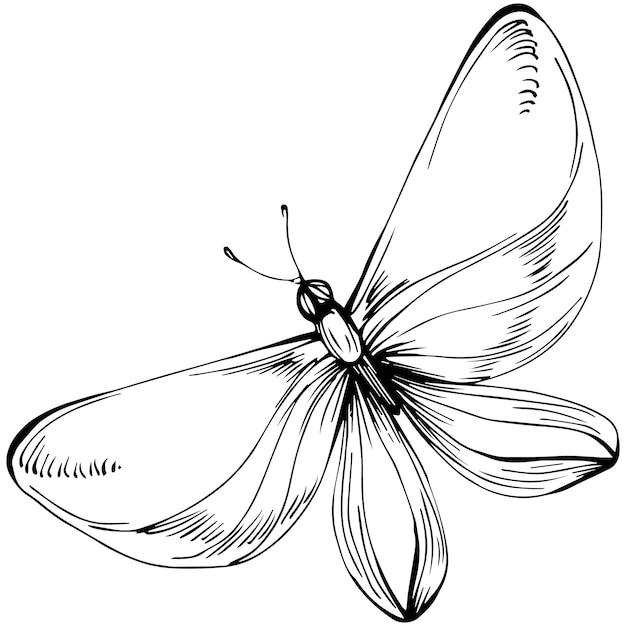 Butterfly sketch insecten tekening illustratie