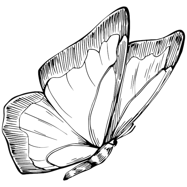 Butterfly sketch insecten tekening illustratie