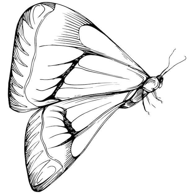 Butterfly sketch insects drawing illustration