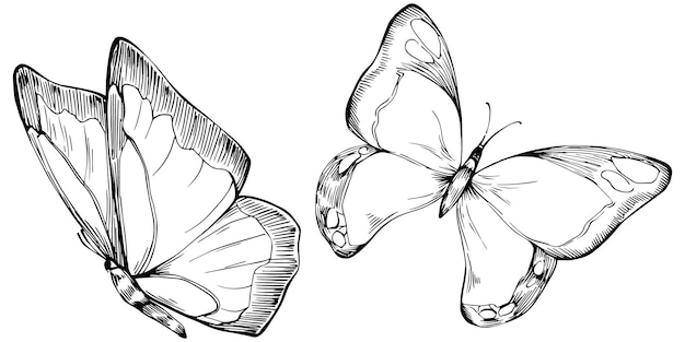 Butterfly Sketch insects drawing illustration