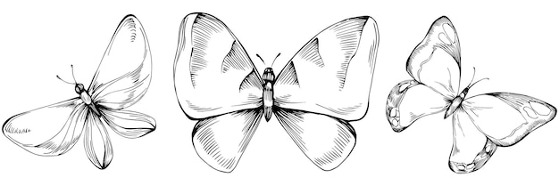 Butterfly Sketch insects drawing illustration