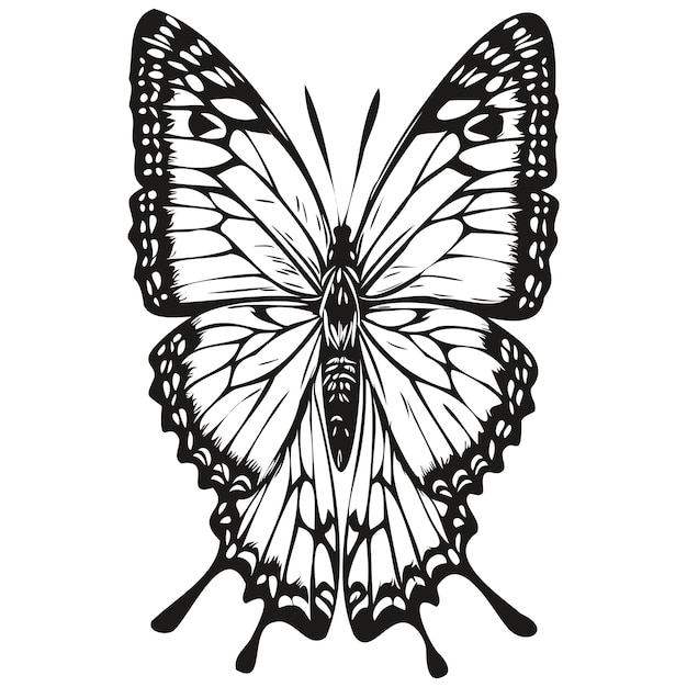 Butterfly vector illustration line art drawing black and white moth