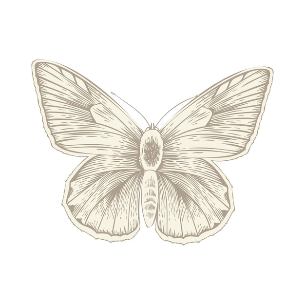 Butterfly vintage vector