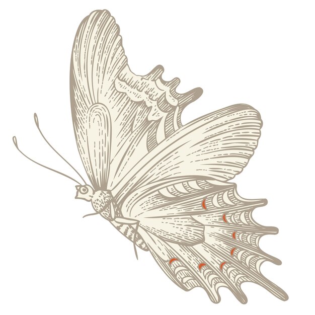 Vector butterfly vintage vector