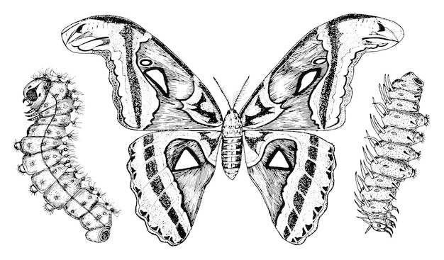 Vettore farfalle o falene selvatiche e bruchi insetti simbolo mistico o entomologico della libertà