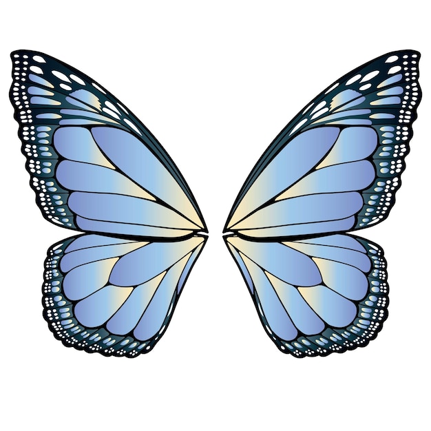 Butterfly Wings