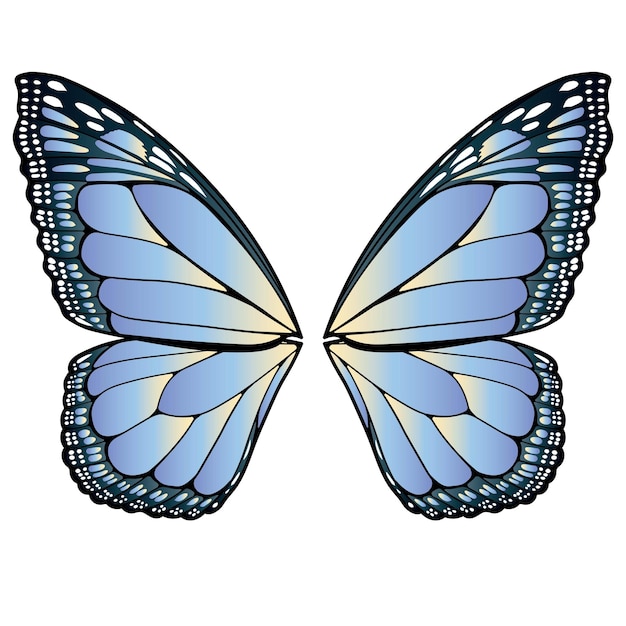 Vector butterfly wings