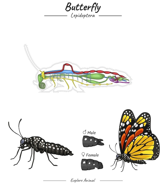 Butterfly with anatomy illustration