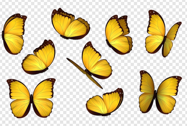 Vector butterfly yellow colors. set realistic isolated butterflies. insects lepidoptera morpho amathonte. vector illustration