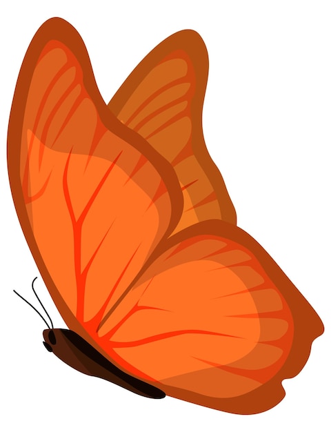 Butterflyorange butterfly white background vector