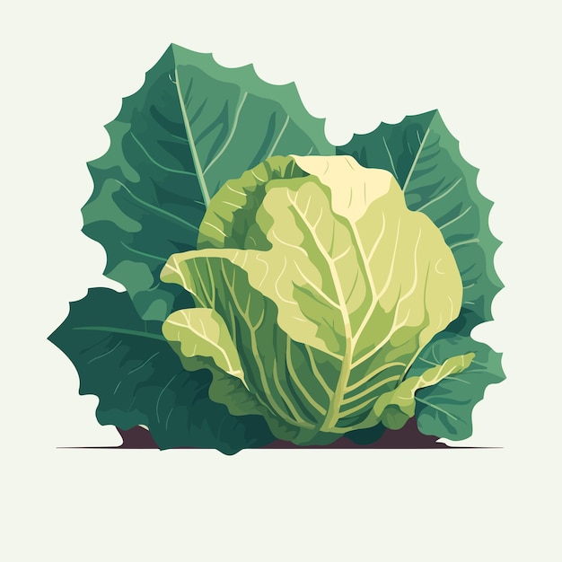 Vector cabbage big green leaves vegetable fresh and healthy organic food for salad