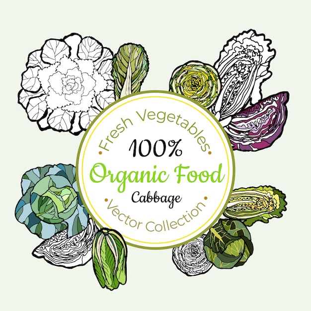 Cabbage chinese headed vegetable label