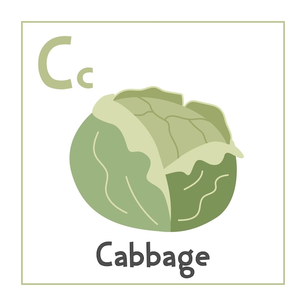 Cabbage clipart Cabbage 터 일러스트레이션 만화 평평한 스타일 C 글자로 시작되는 채소