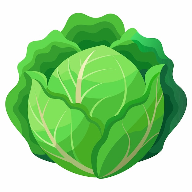 cabbage clipart cartoon stijl vector illustratie