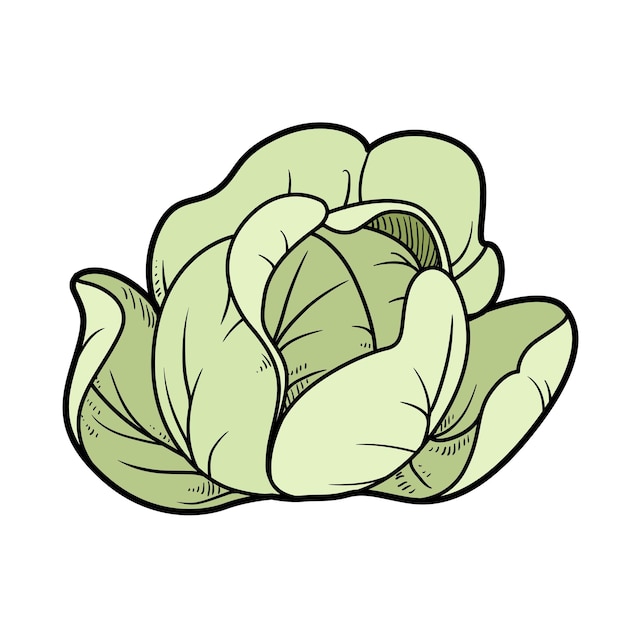 Vector cabbage color variation for coloring page isolated on white background