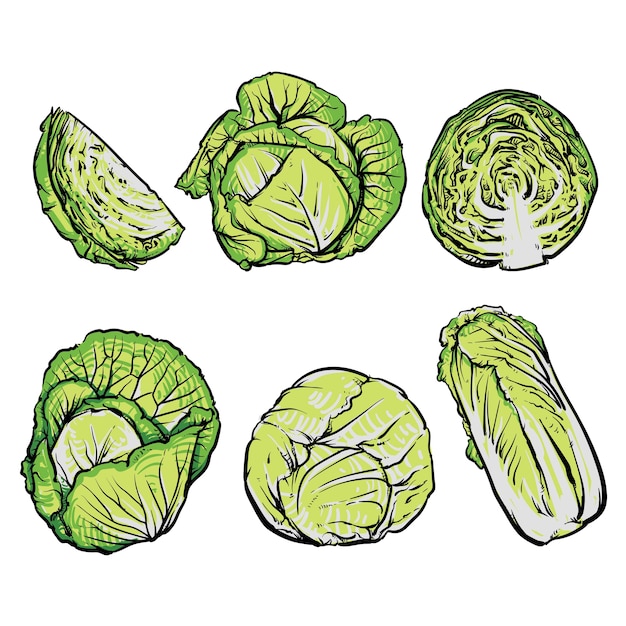 Cabbage hand drawn illustrations set, Isolated vegetable engraved style objects