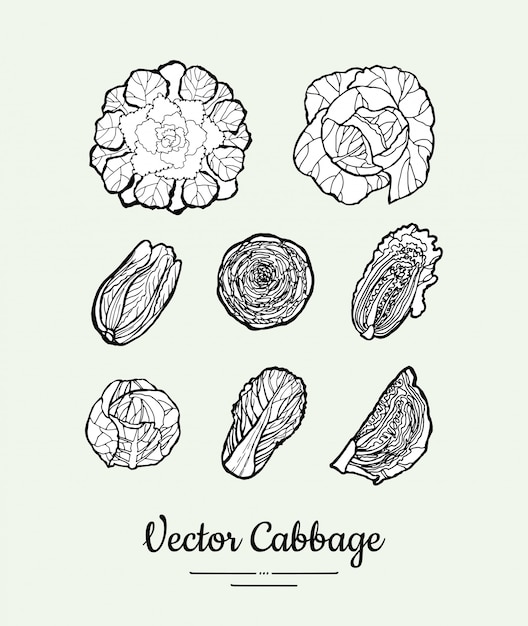 Cabbage hand drawn vector black and white set. Modern cabbage illustration