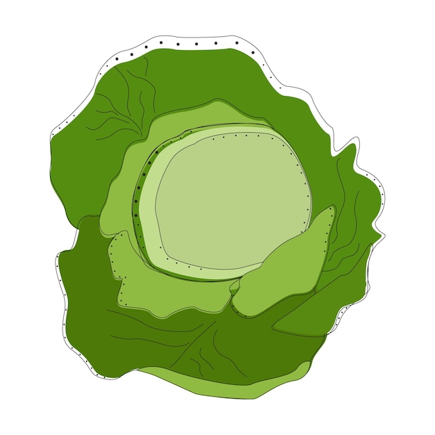 Cabbage isolated vactor illustration. Food concept. Creative design. Vegetables, healthy organic.