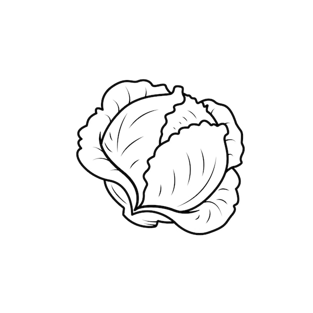 Cabbage Line Art