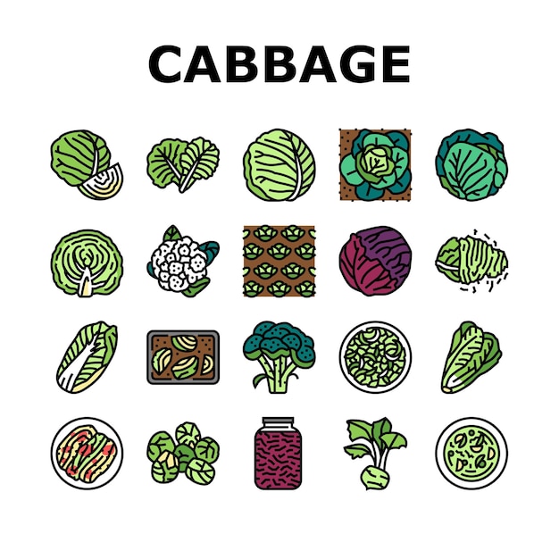 Cabbage Natural Vitamin Food Icons Set Vector
