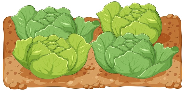 Vector cabbage in soil on white background