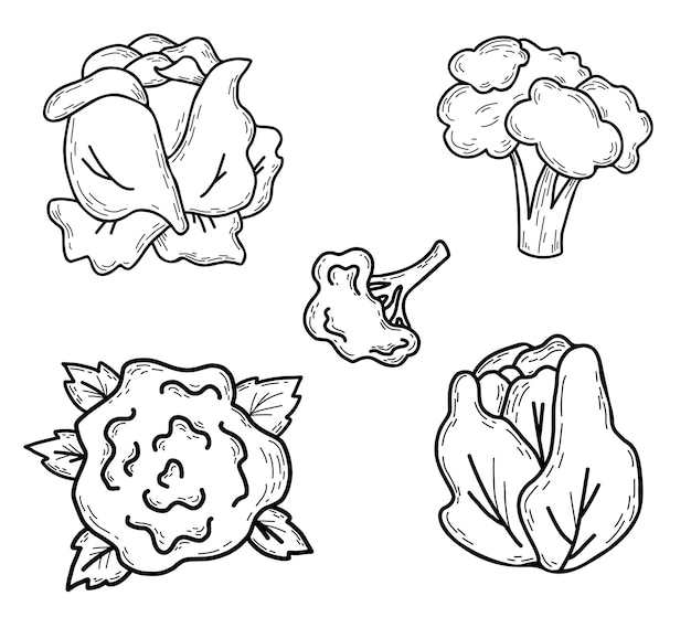 Cabbage vector hand drawn set white vegetable broccoli and cauliflower doodle hand drawn