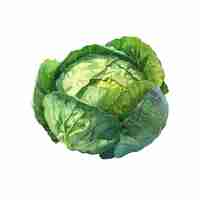 Vector cabbage vector illustration in watercolour style