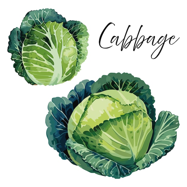 Vector cabbage vector illustration