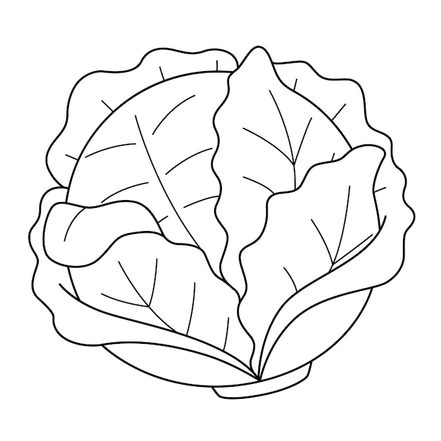 Cabbage Vegetable Isolated Coloring Page for Kids