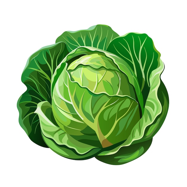 Cabbage with big bright green leaves Fresh and healthy food Vegetarian nutrition